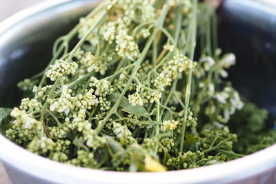 Close-up of salad in bowl