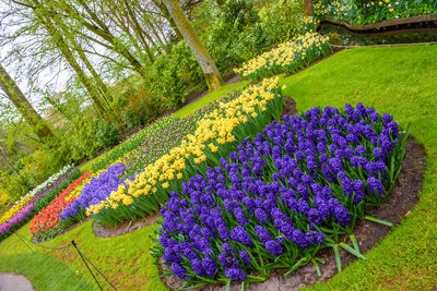 Purple flowering plants in park