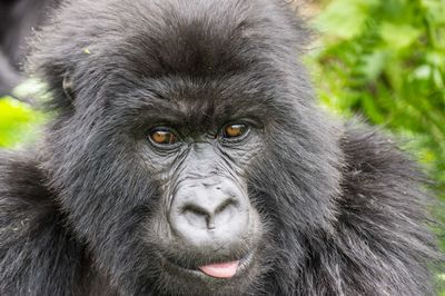 Close-up portrait of monkey
