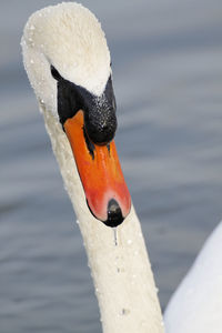 Close-up of bird