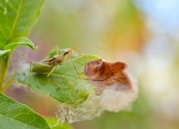 Close-up of insect on leaf