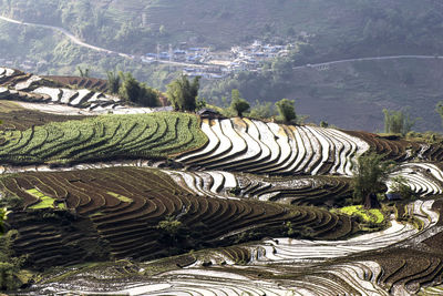 High angle view of agricultural field