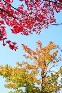 Low angle view of tree in autumn