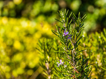 Close-up of purple flowering plant