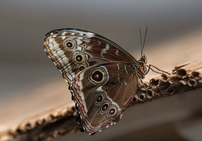 Close-up of butterfly