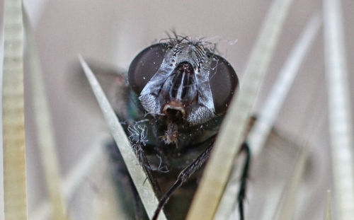 Close-up of insect