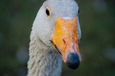 Close-up portrait of a bird