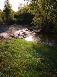 Scenic view of river flowing in forest