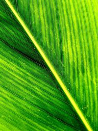 Full frame shot of wet green leaves