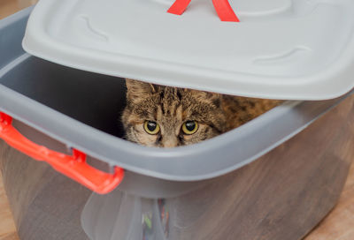 Domestic cat sits in a box