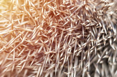 Close-up of dried plant