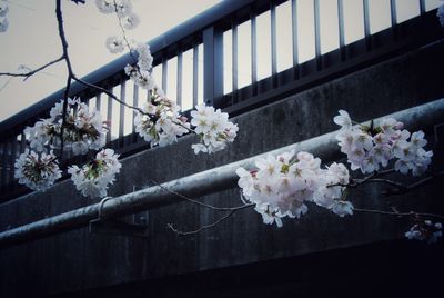 Cherry blossom flowers on tree