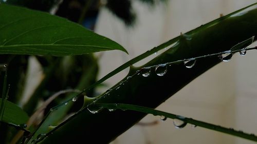 Close-up of wet spider on plant