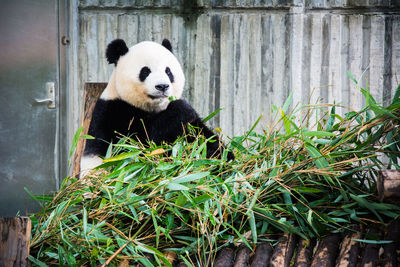 View of a panda in zoo