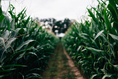 Crops growing on field