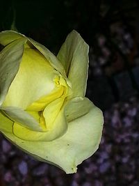 Close-up of yellow flower