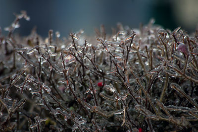 Close-up of plants during winter