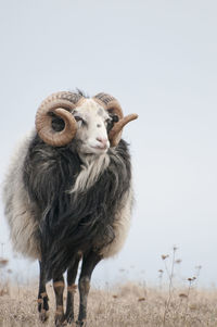 Sheep on pasture, gotland, sweden