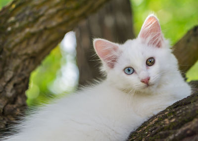 Close-up portrait of cat