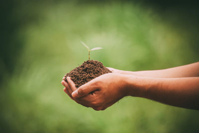 Close-up of hand holding plant