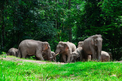 Elephant in a field