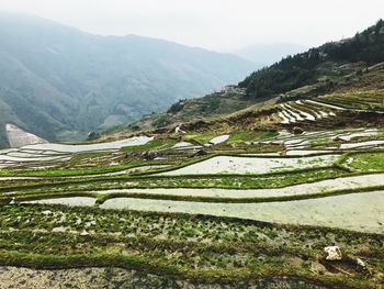 Scenic view of rice field against mountains