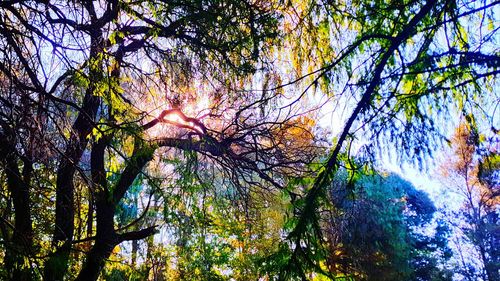 Low angle view of trees in forest against sky