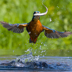 Duck swimming in lake