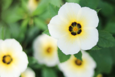 Close-up of white flowering plant