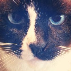 Close-up portrait of cat