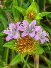 Close-up of purple flowers blooming outdoors