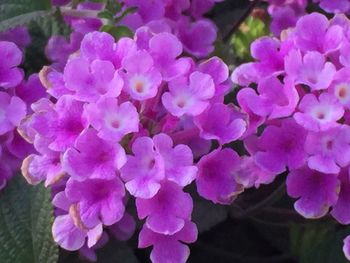 Close-up of purple flowers blooming outdoors