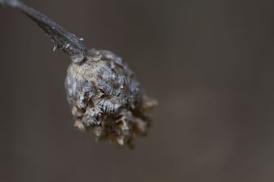 close-up