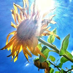 Close-up of caterpillar on plant