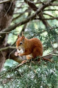 animal