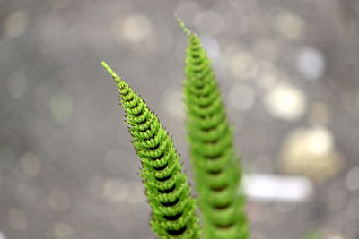 Close-up of fern leaf
