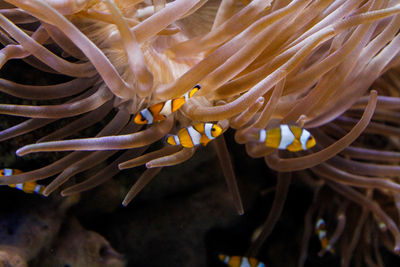 Close-up of fish swimming in sea