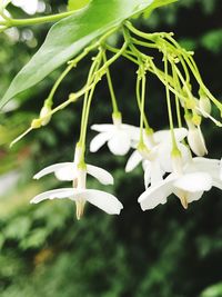 Close-up of white flowers blooming outdoors