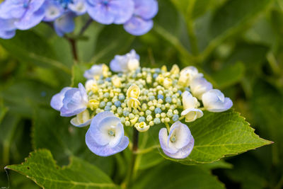 Close-up of white flowering plant