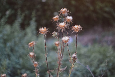 Close-up of flowers against blurred background