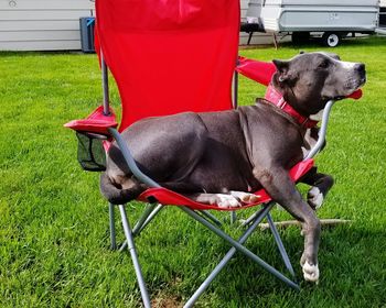 Dog in a field