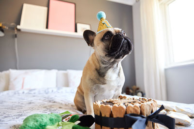 Close-up of a dog looking away