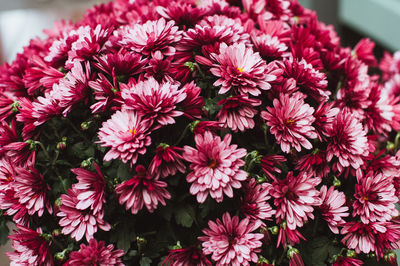 Close-up of red dahlia