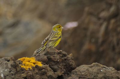 Close-up of bird perching on rock