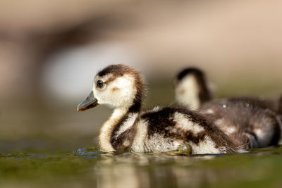 Close-up of a duck in a lake