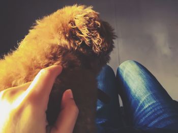 Low section of woman with dog relaxing at home