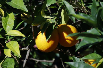 Close-up of oranges on tree