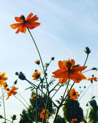 Close-up of orange cosmos flowers against sky