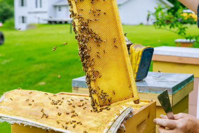 Close-up of bee on hand