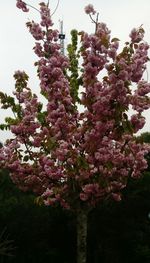 Close-up of pink flowering plant